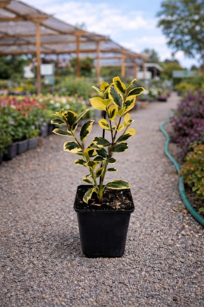 Ilex altaclerensis Голден Кінг в горщику п9, р9, 0,5л